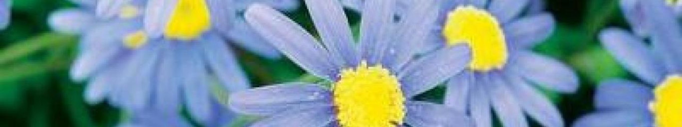 Pintando o 7 no Atelier