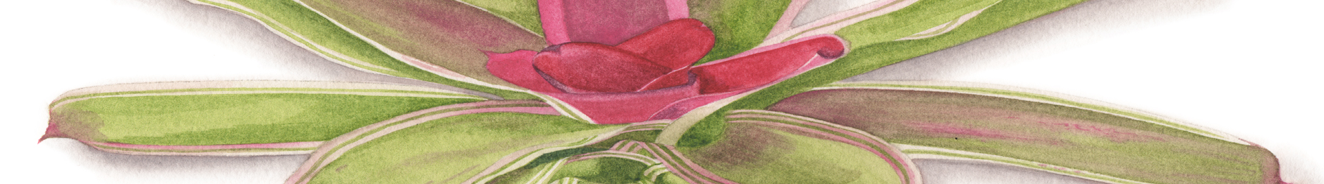 Aquarelas Denise Voss