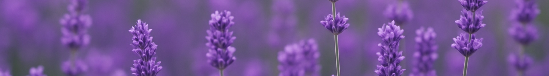 Juh Bitencourt Lembranças