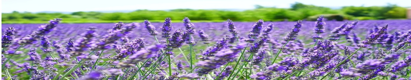 Wild Flower artesanatos