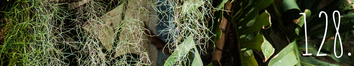 Larissa Freire da Silveira