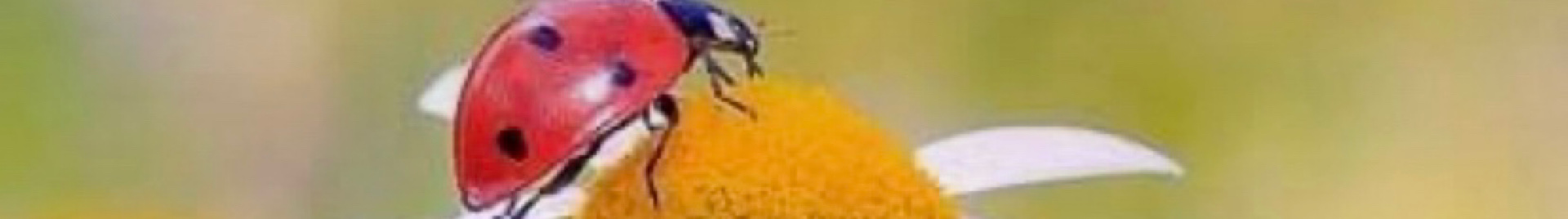 Margaridas e Joaninhas