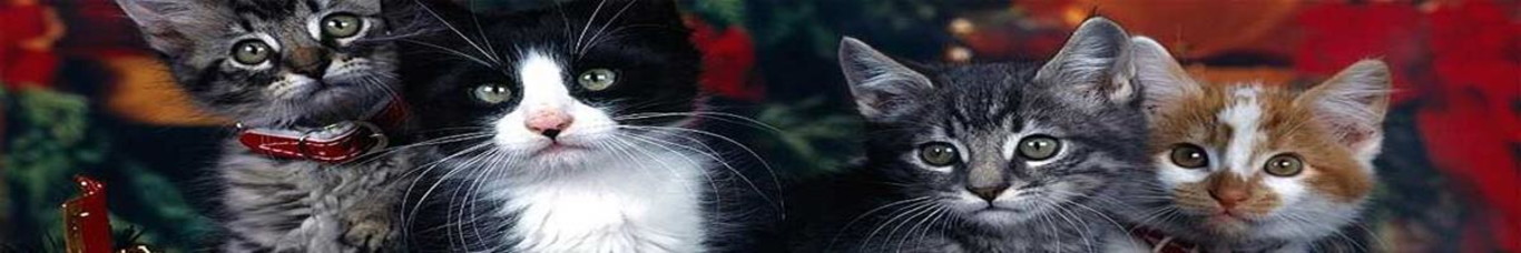 Antônia Semijóias e Acessórios