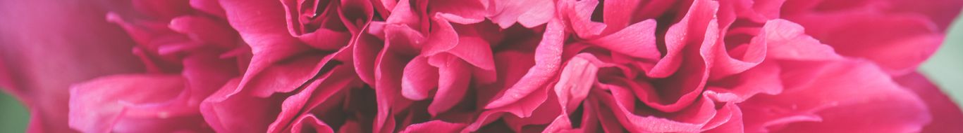 Juliana do Nascimento Meni Lima