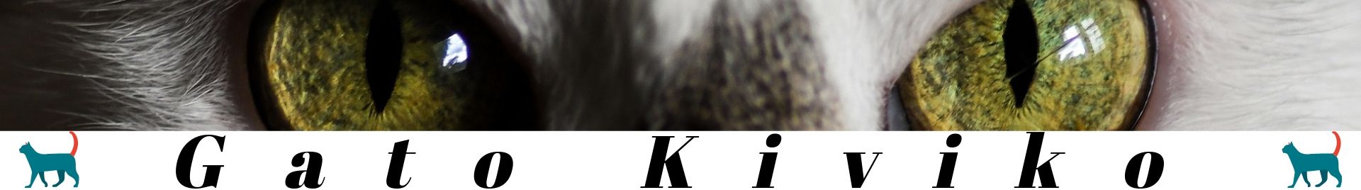Gato Kiviko