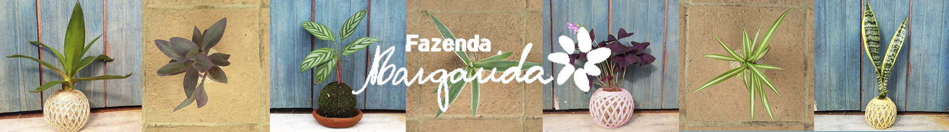 FAZENDA MARGARIDA