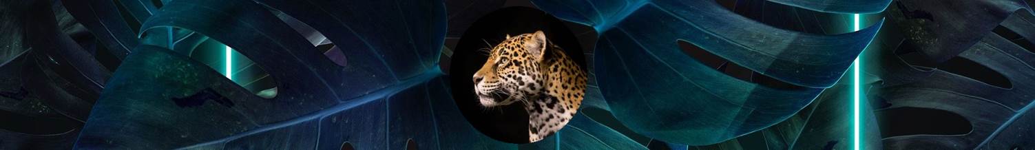 Ateliê da Dona Onça