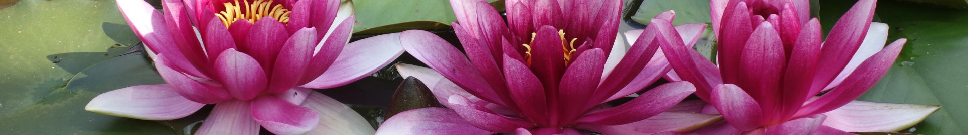 ManiPadme Aromas Essenciais