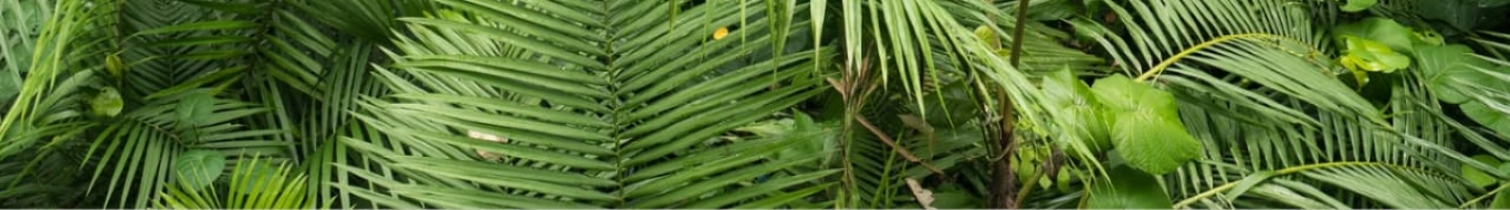 Cosméticos - ESSÊNCIA DA TERRA