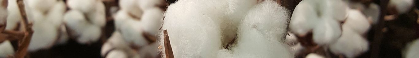 Sentir e Ser Atelier