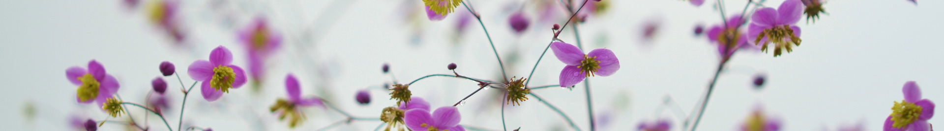 Helacelie Mimos & Laços