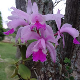 Denise da Rosa Parahiba