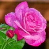 andreone nisia da silva