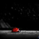 Isnara Daniela Monteiro Manesco