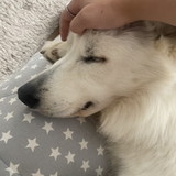 Sofia Marchi Pietrafesa