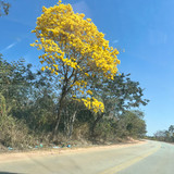 CAROLINE KETLEN PIMENTA