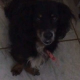 FELIPE TORQUATO DA SILVA