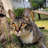 Jéssica Alves Trindade