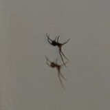 João Victor Abreu Viana