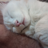 VANESSA APARECIDA DE SOUZA