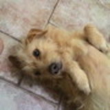 ELIZABETH ALVES DE SOUZA