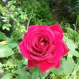 Valéria Goulart Fantin