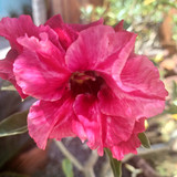 Amanda Soares da silva martins