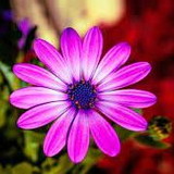 Maria Carmelita Schumacker