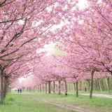 Eliana Jardim Carnavalli