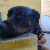 Silvana de Oliveira Veloso Teixeira