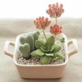 Ana Mara F. dos Santos