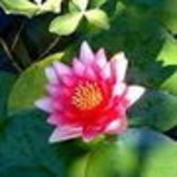 LEILA MARIA SOUZA DE MACEDO