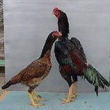 Cintia Vieira da Silva