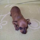 Rita de Cássia Gomes