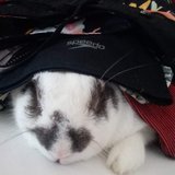 luis HENRIQUE MELO OLIVEIRA SALES