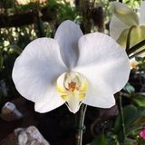Phalaenopsis Amabilis