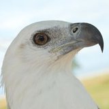 RAIMUNDO DE BRITO FARIAS