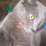 Franciane Freitas da Silva Teixeira