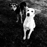 André de Melo Soares