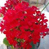 Fátima Murielly Gomes Pereira