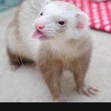 Helloysa Hellena Neves de Miranda