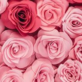 Regiane Pereira Spadacio