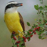 excluido_Bem-te-vi Arte em Madeira e Macramê