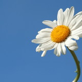 Raissa de Oliveira Campos Nascimento