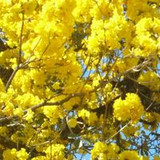 Anidracir Natal Natal