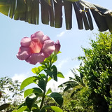 SANDRA REGINA DEZO DE AZEVEDO