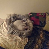 Adriana Januário da Costa