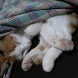 Naiara da Silva Bitencourt