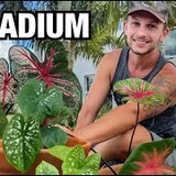 Jose Henrique calladios