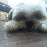 Juliana Perin Vendrusculo